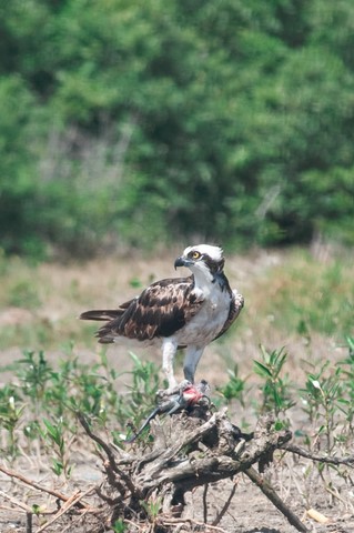 Balbuzard pêcheur mangeant un poisson