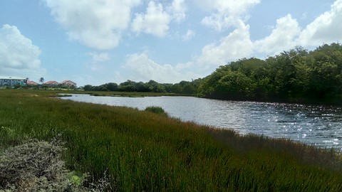 Marais de la Pointe Gros Boeuf