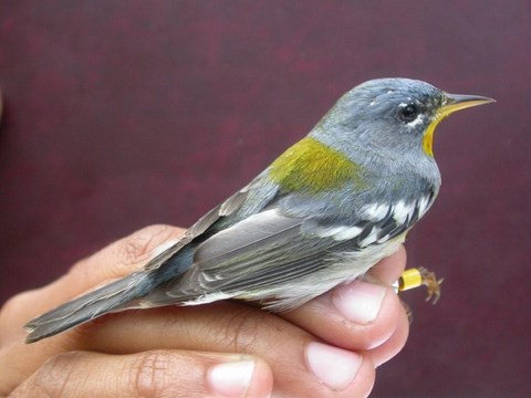 Paruline à collier (oiseau bagué à la Pointe des Châteaux Guadeloupe)