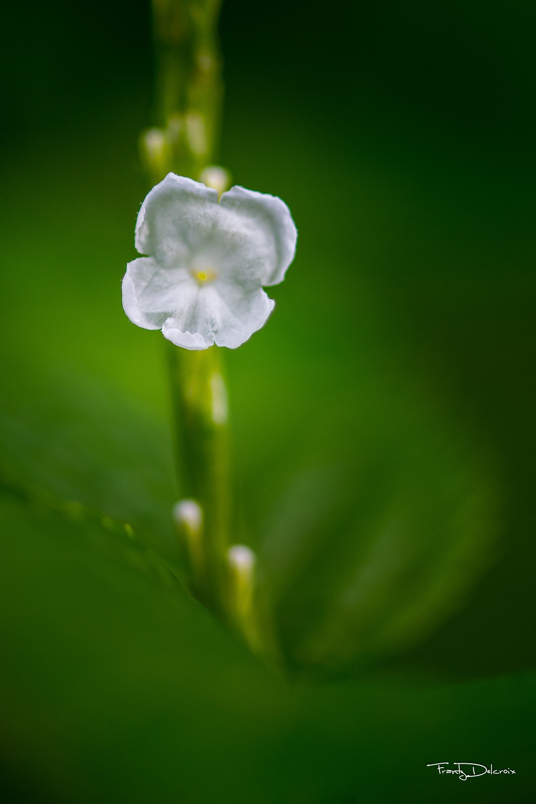 Verveine blanche-0446.jpg